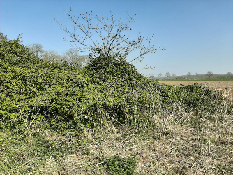 Bramenstruiken snoeien/oogsten