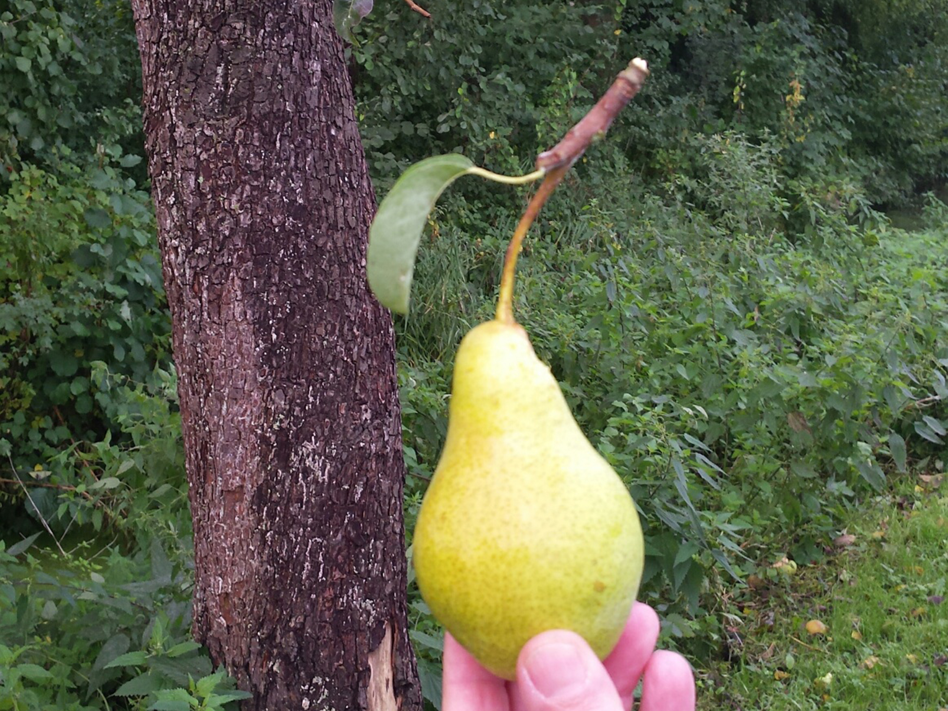 Fruit / eetbare planten oogsten